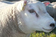 Texel
