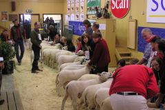 2006 Texel