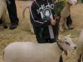 Möllers-Texel blev Bäst in Show