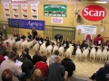Texel
