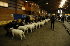 2007 Texel