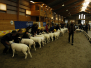 2007 Texel