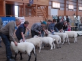 Bäst in Show