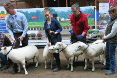 2015 Texel