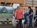 Bäst in Show 2016
