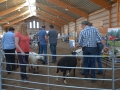 Bäst in Show 2016