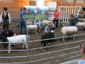 Bäst in Show 2016