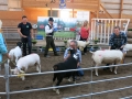 Bäst in Show 2016