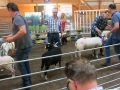 Bäst in Show 2016