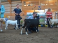Bäst in Show 2016