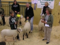Bäst in Show 2006 Möllers-Texel