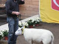 Best in Show 2010 Poel-Texel