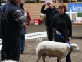 Best in Show 2011 Hulebäckseröd