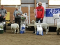 Best in Show 2012