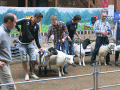 Best in Show Bäckgården Mattias Rickardsson Färjestaden