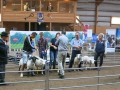Best in Show 2015