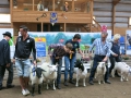 Best in Show 2015