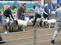 Best in Show 2015
