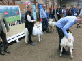 Best in Show  2018 Möller-Texel