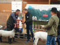 Best in Show 2019 Bäckgården