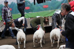 2014 Texel