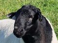 Dorper