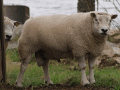 Texel
