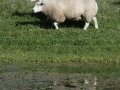 2046-spegel